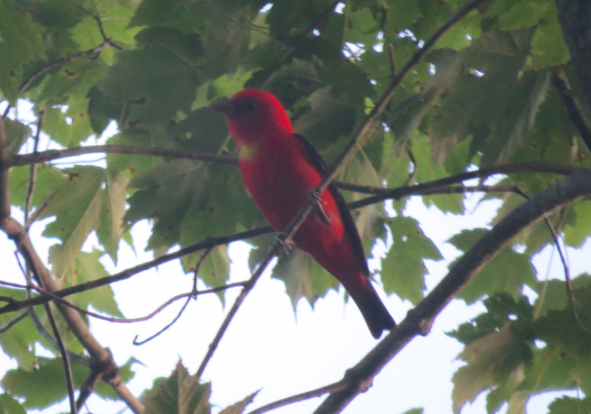 Scarlet Tanager - ML638654236