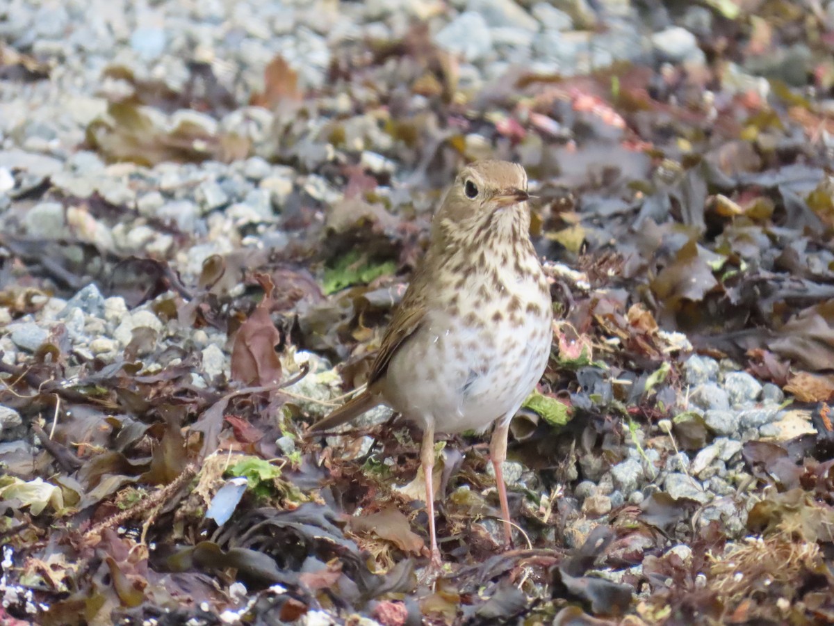 Hermit Thrush - ML638654239