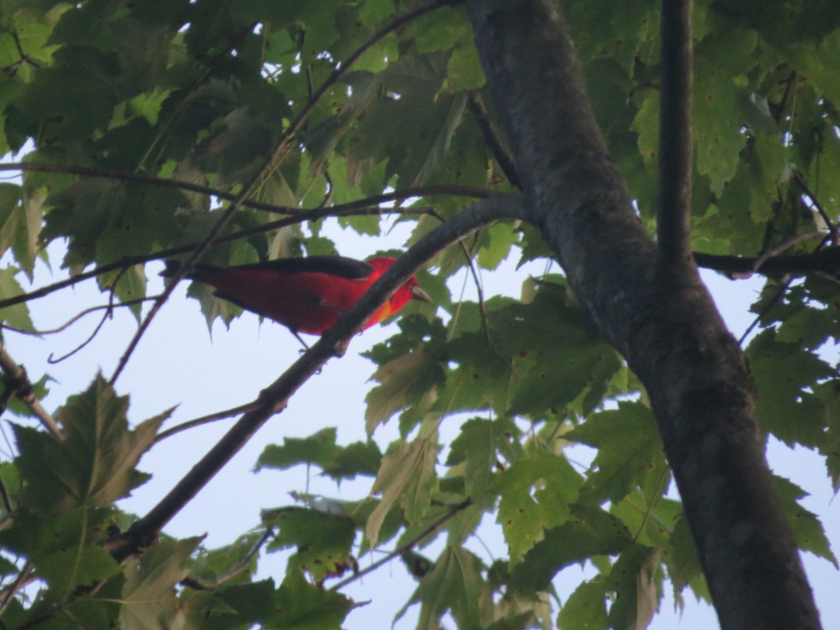 Scarlet Tanager - ML638654241