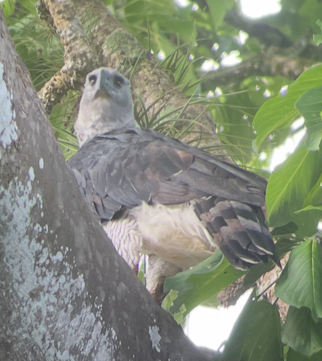 Harpy Eagle - ML638654245