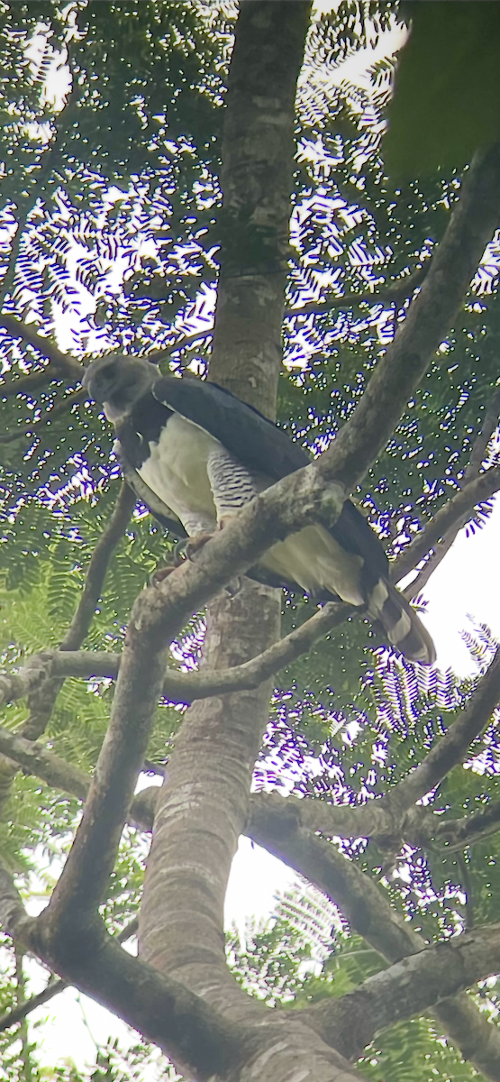 Harpy Eagle - ML638654246