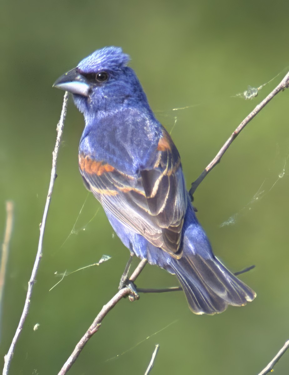 papežík modrý - ML638654253