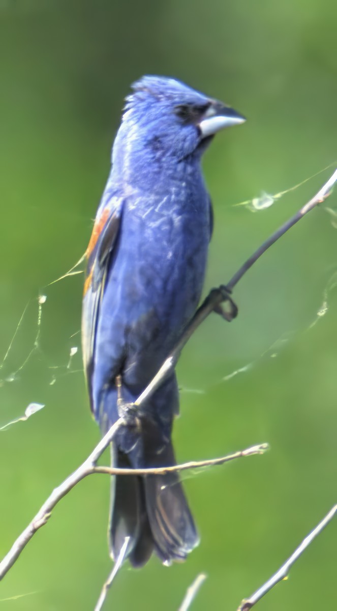 papežík modrý - ML638654255