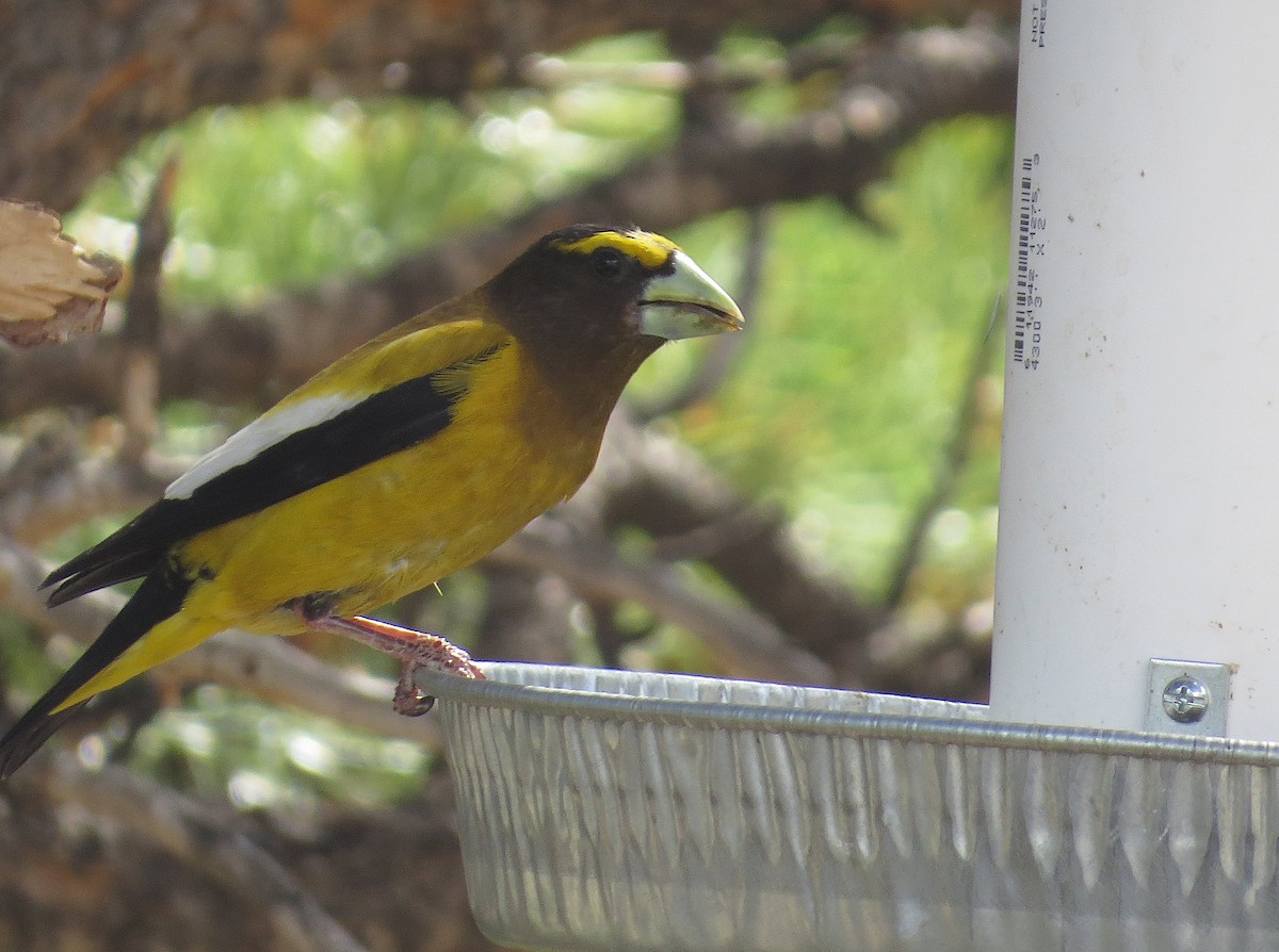 Evening Grosbeak - ML638654261