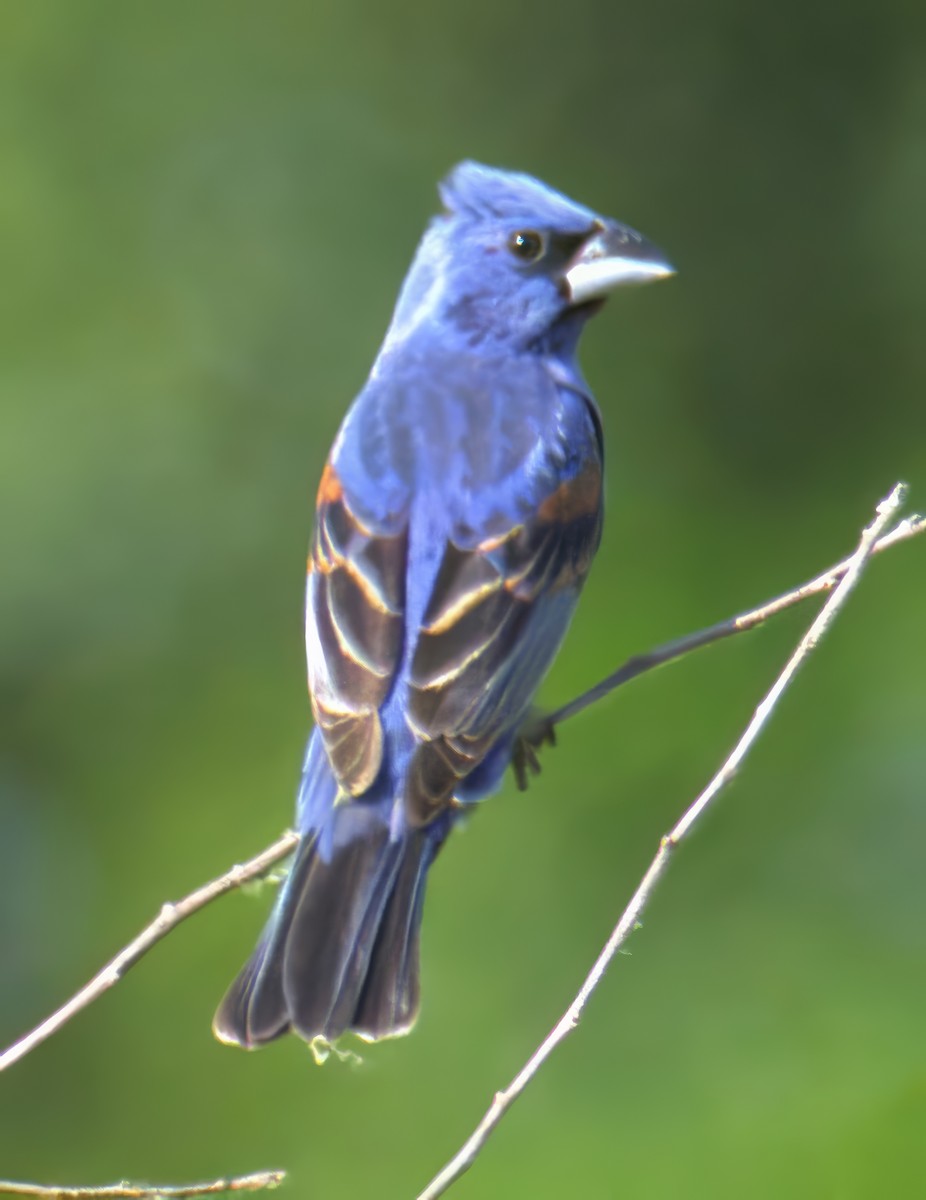 papežík modrý - ML638654268