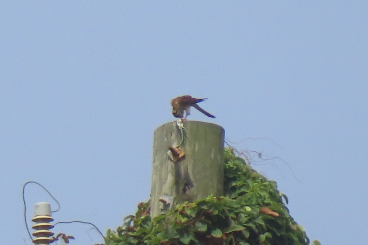 American Kestrel - ML638654272