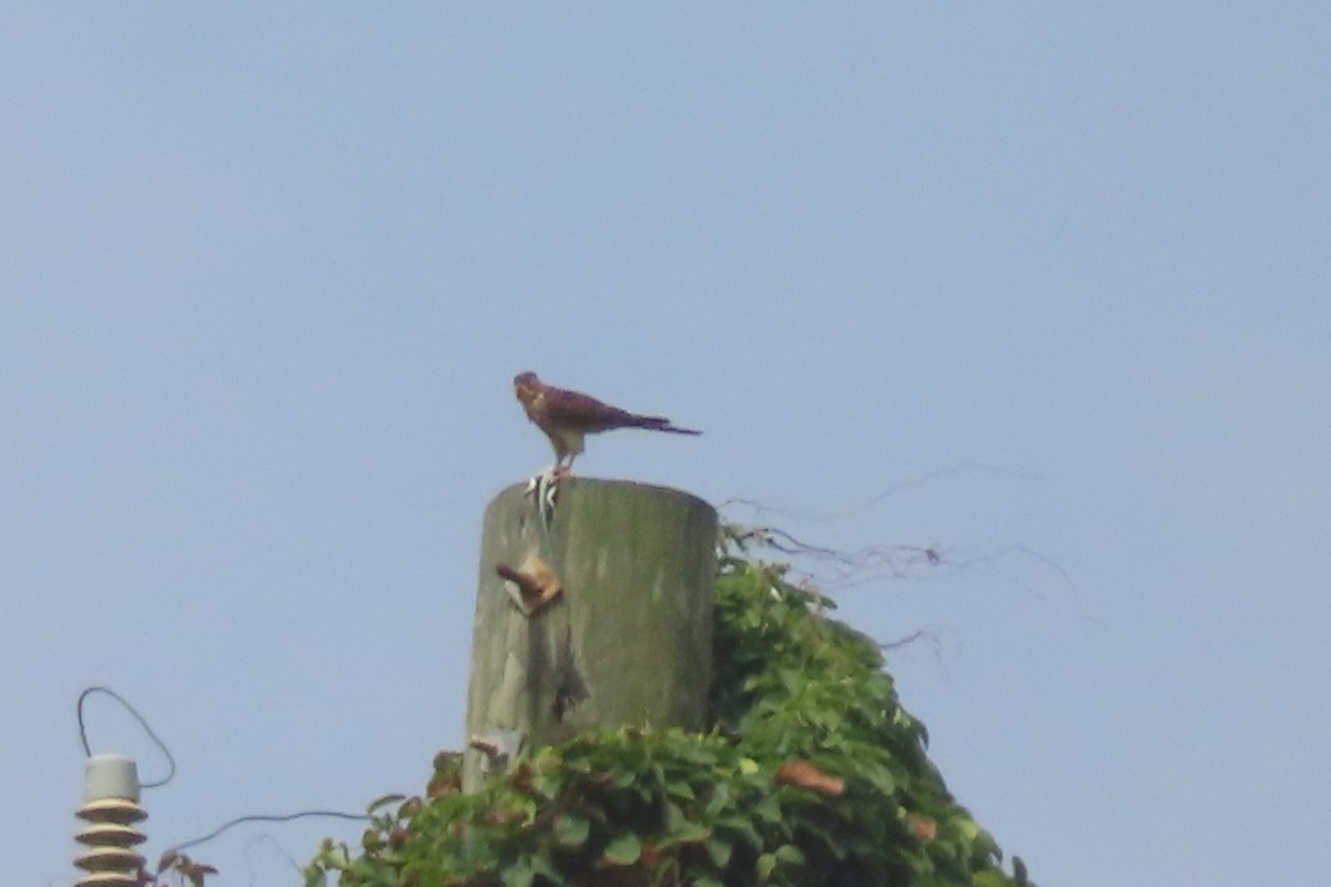 American Kestrel - ML638654273