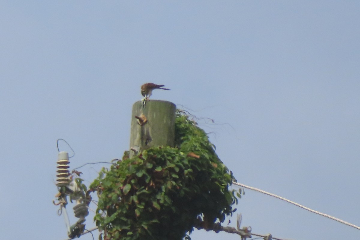 American Kestrel - ML638654274