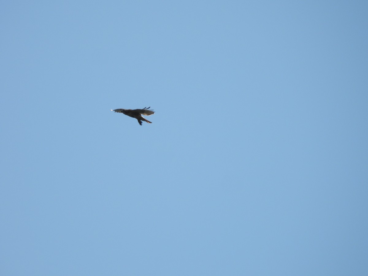 Red-tailed Hawk - ML638654310