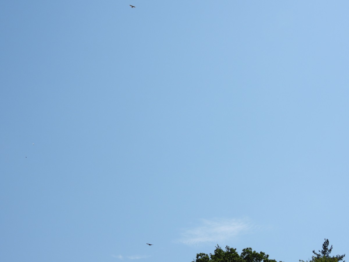 Red-tailed Hawk - ML638654313