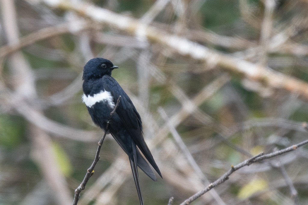 White-banded Swallow - ML638654325