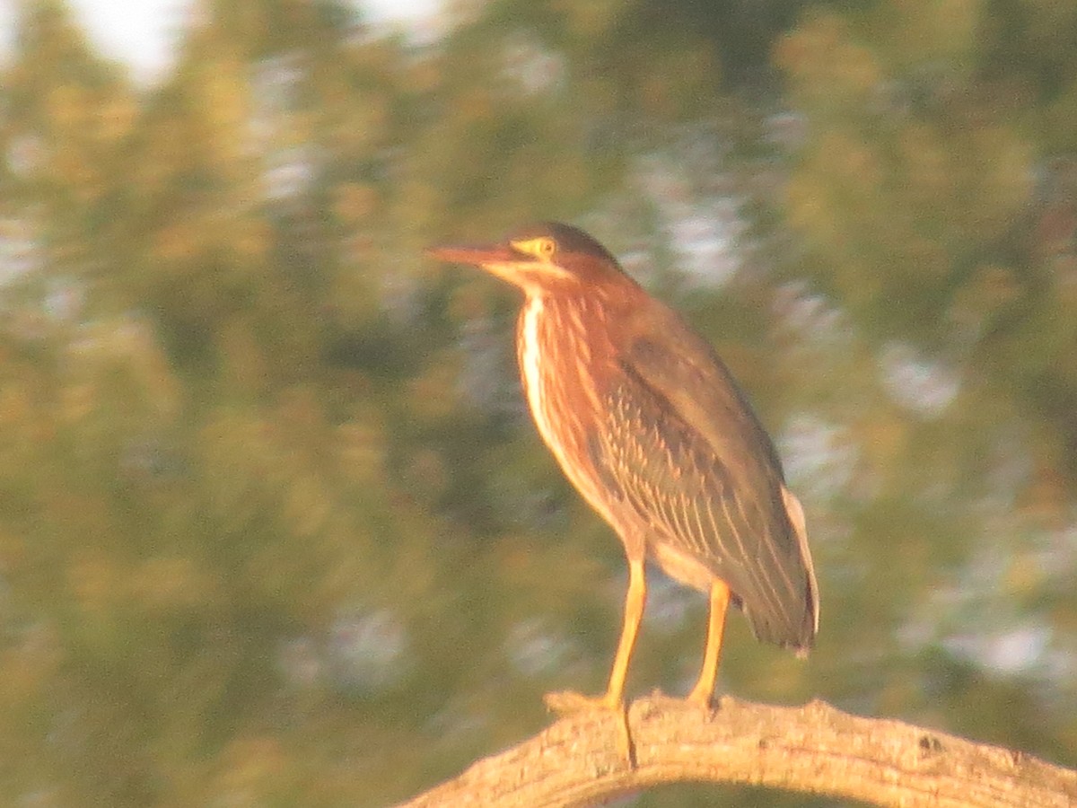 Green Heron - ML638654344