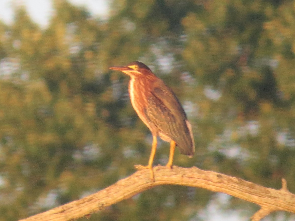 Green Heron - ML638654345