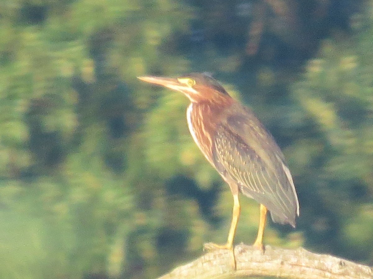 Green Heron - ML638654349