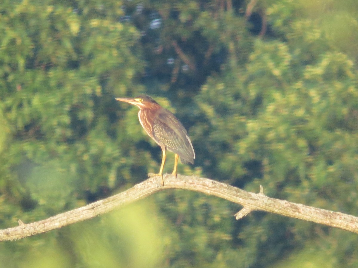 Green Heron - ML638654358