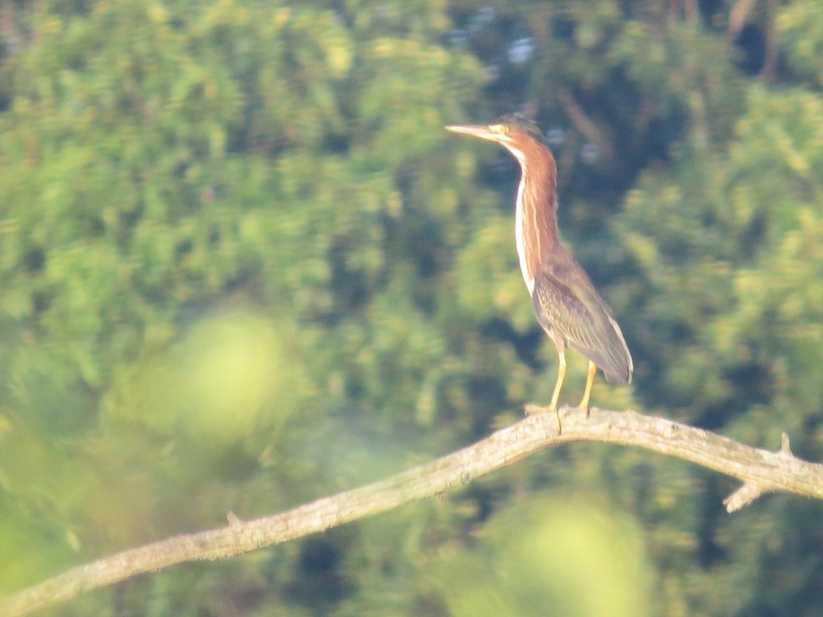 Green Heron - ML638654361