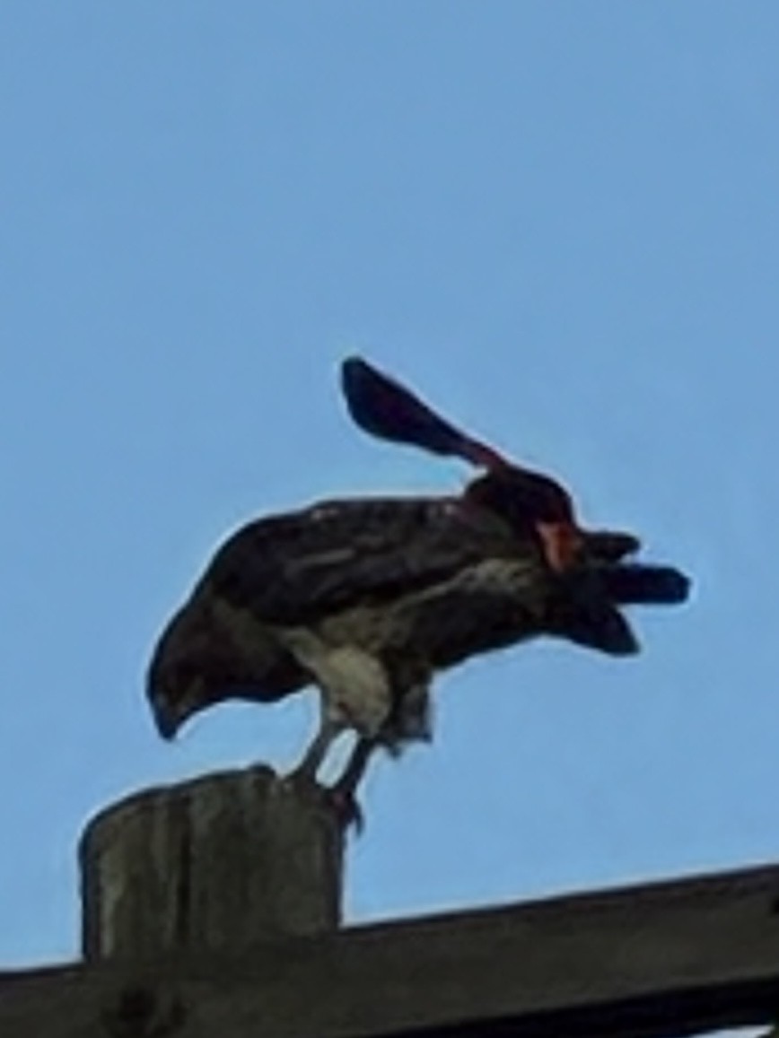 Red-tailed Hawk - ML638654370