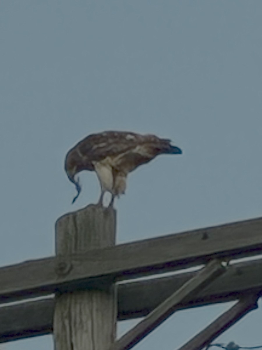 Red-tailed Hawk - ML638654371