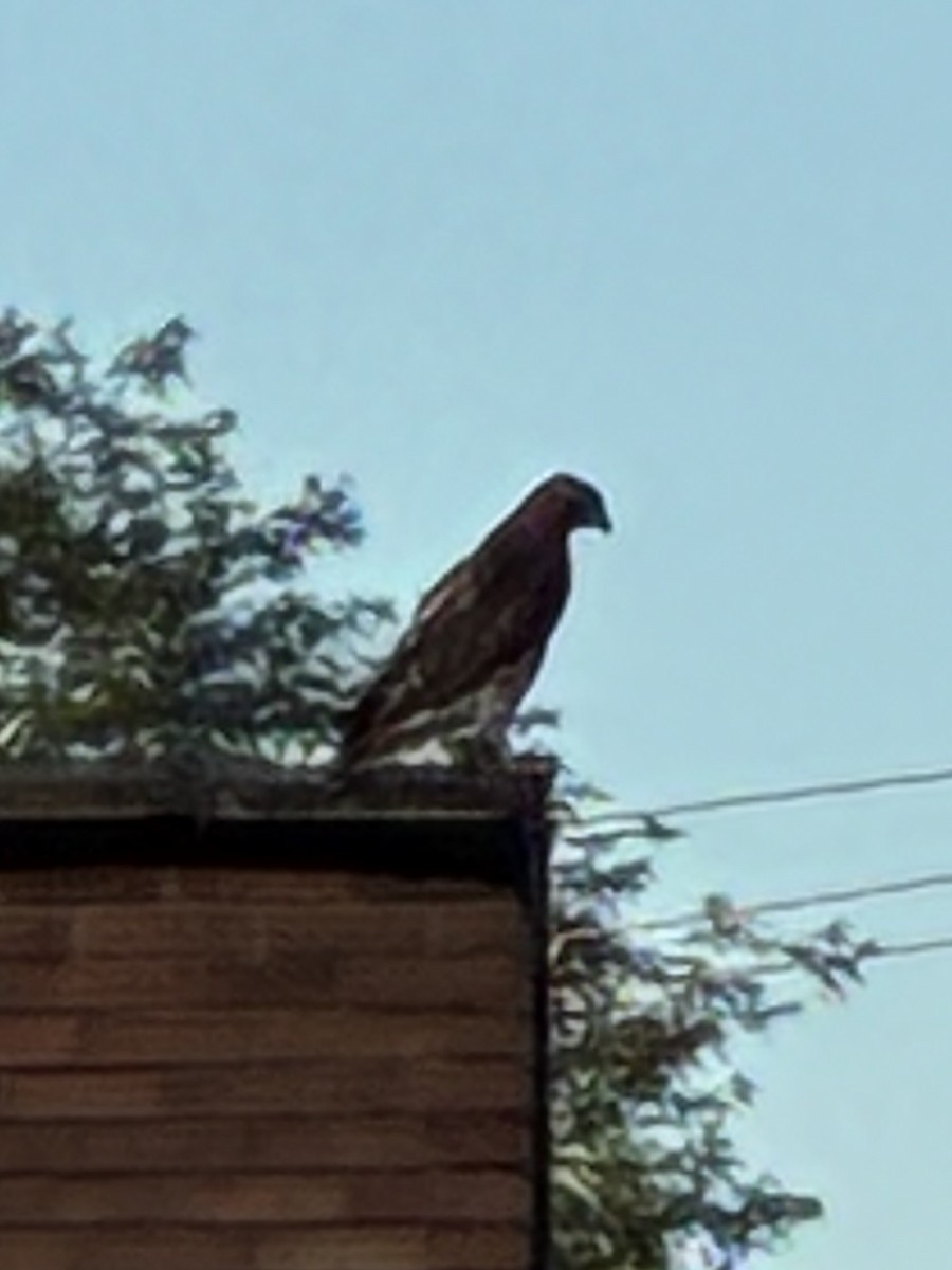 Red-tailed Hawk - ML638654372
