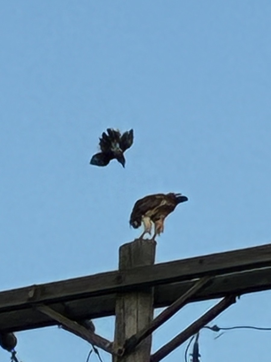 Red-tailed Hawk - ML638654373