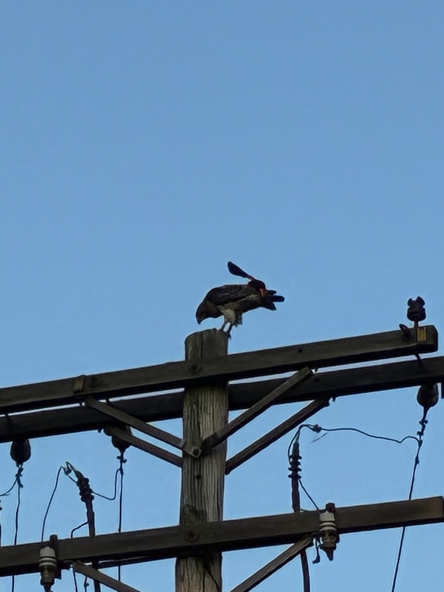 Red-tailed Hawk - ML638654374