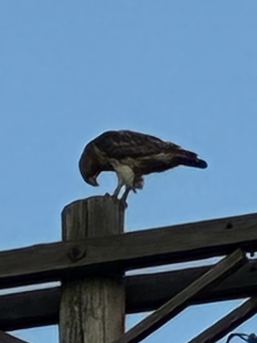 Red-tailed Hawk - ML638654375