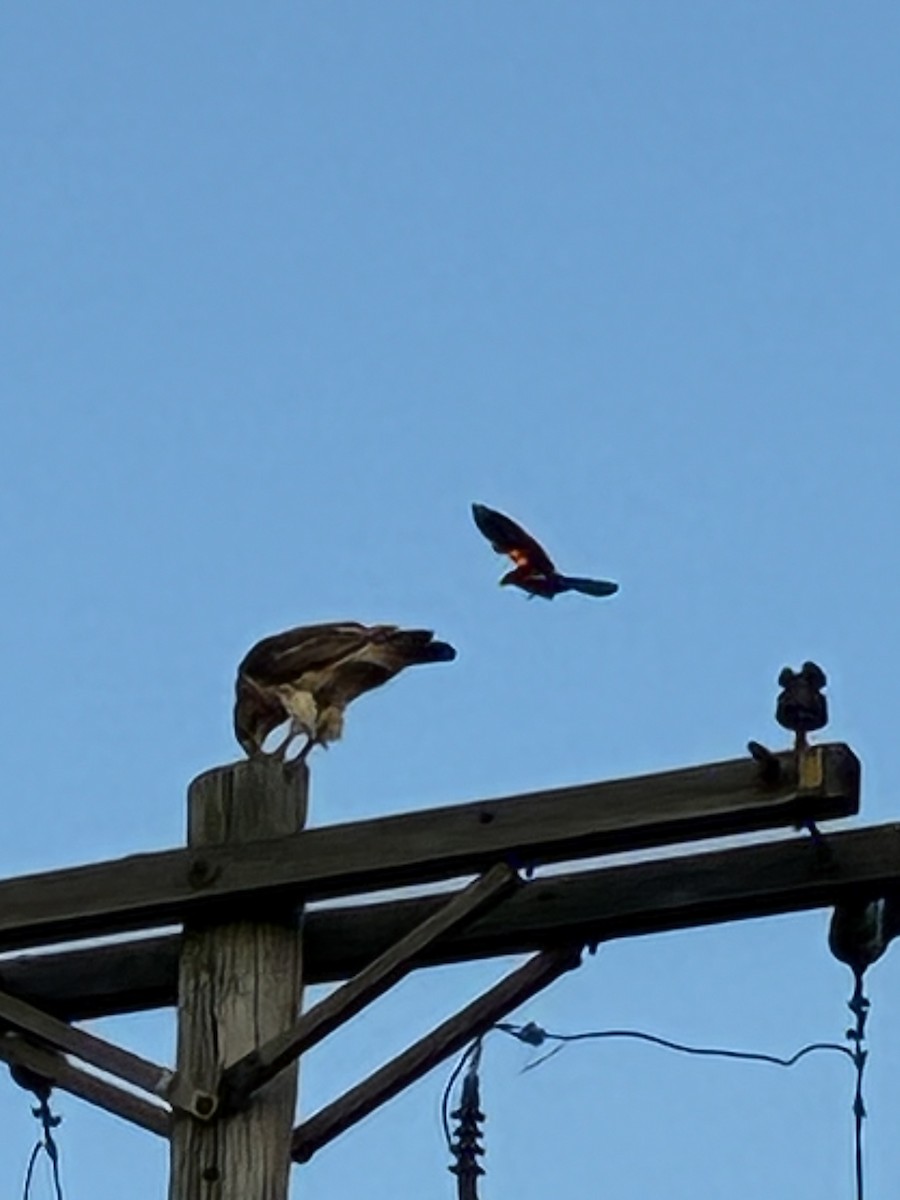 Red-tailed Hawk - ML638654376