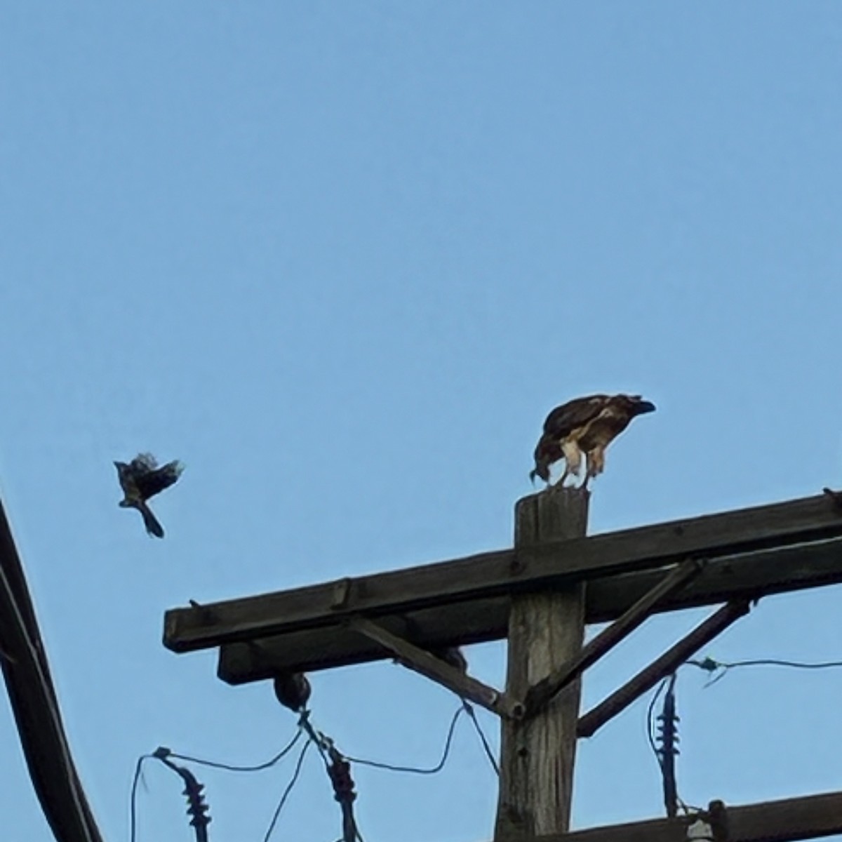 Red-tailed Hawk - ML638654377
