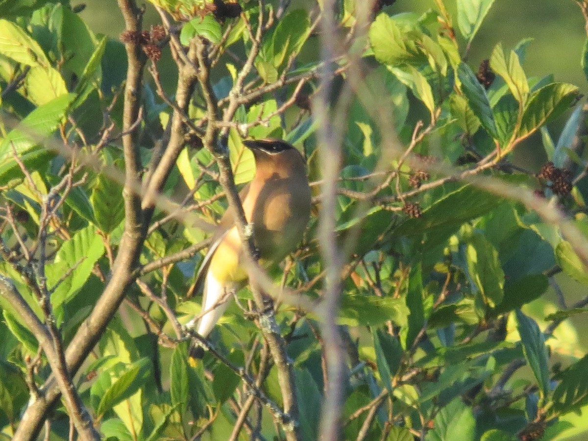 Cedar Waxwing - ML638654378