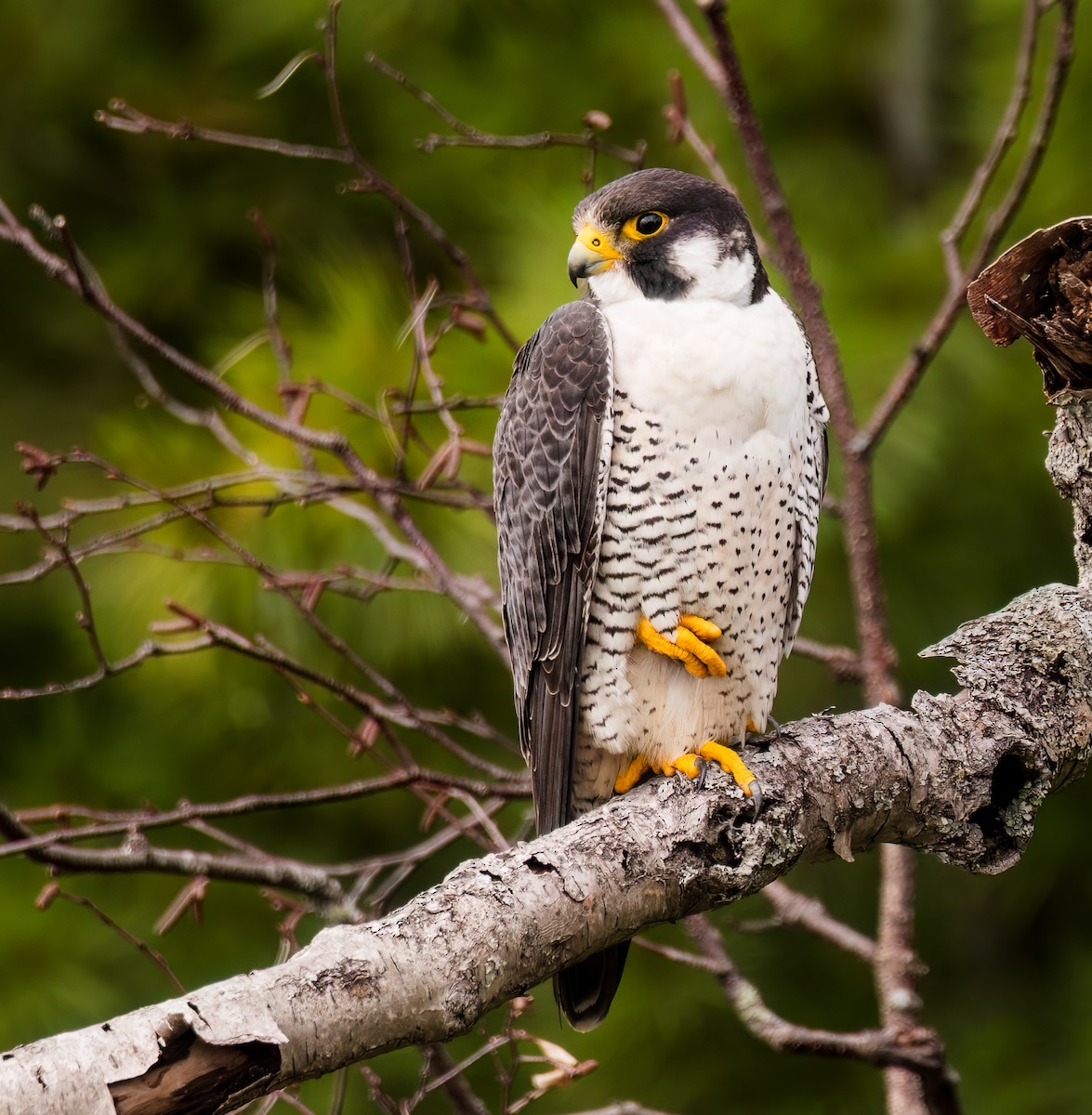 Peregrine Falcon - ML638654401
