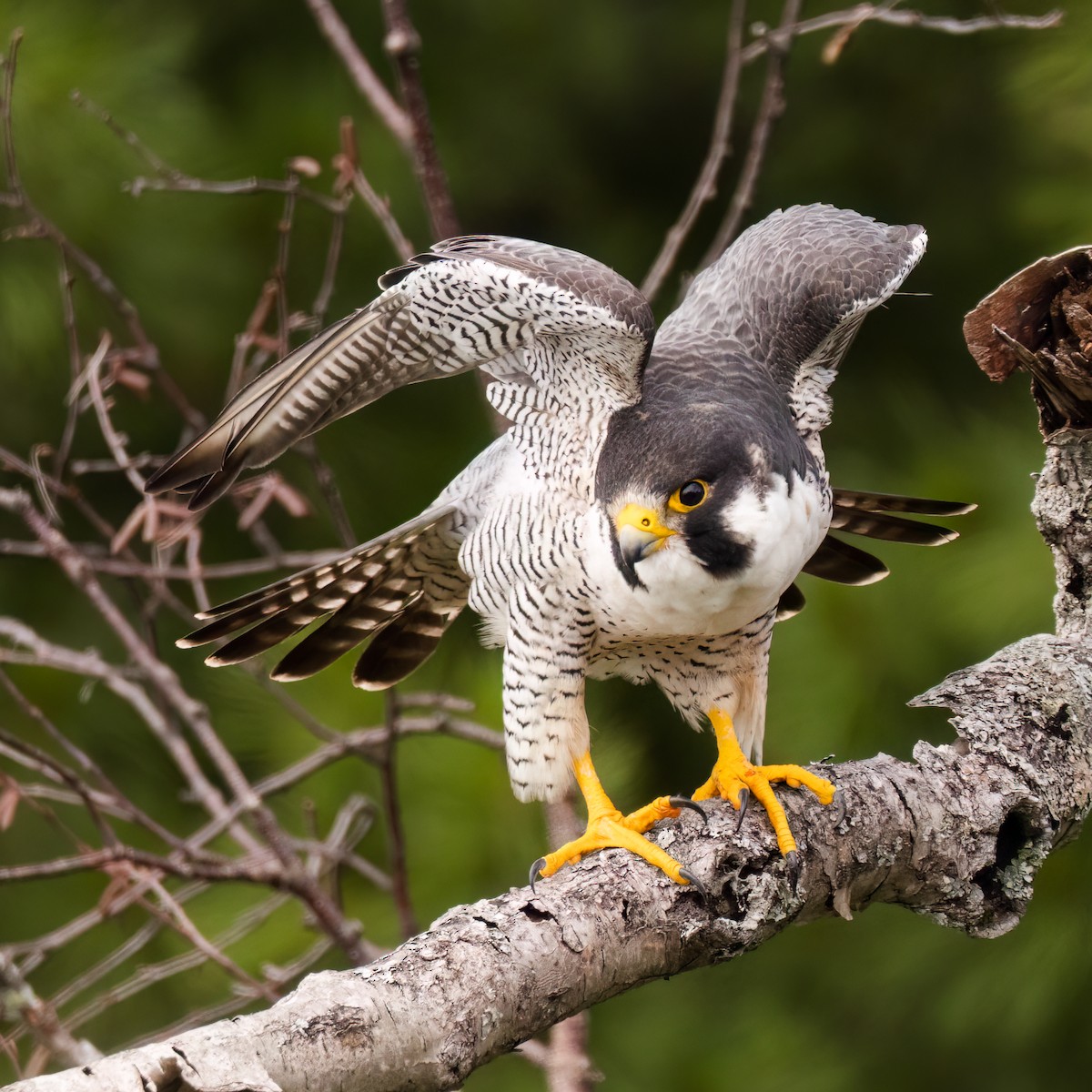 Peregrine Falcon - ML638654402