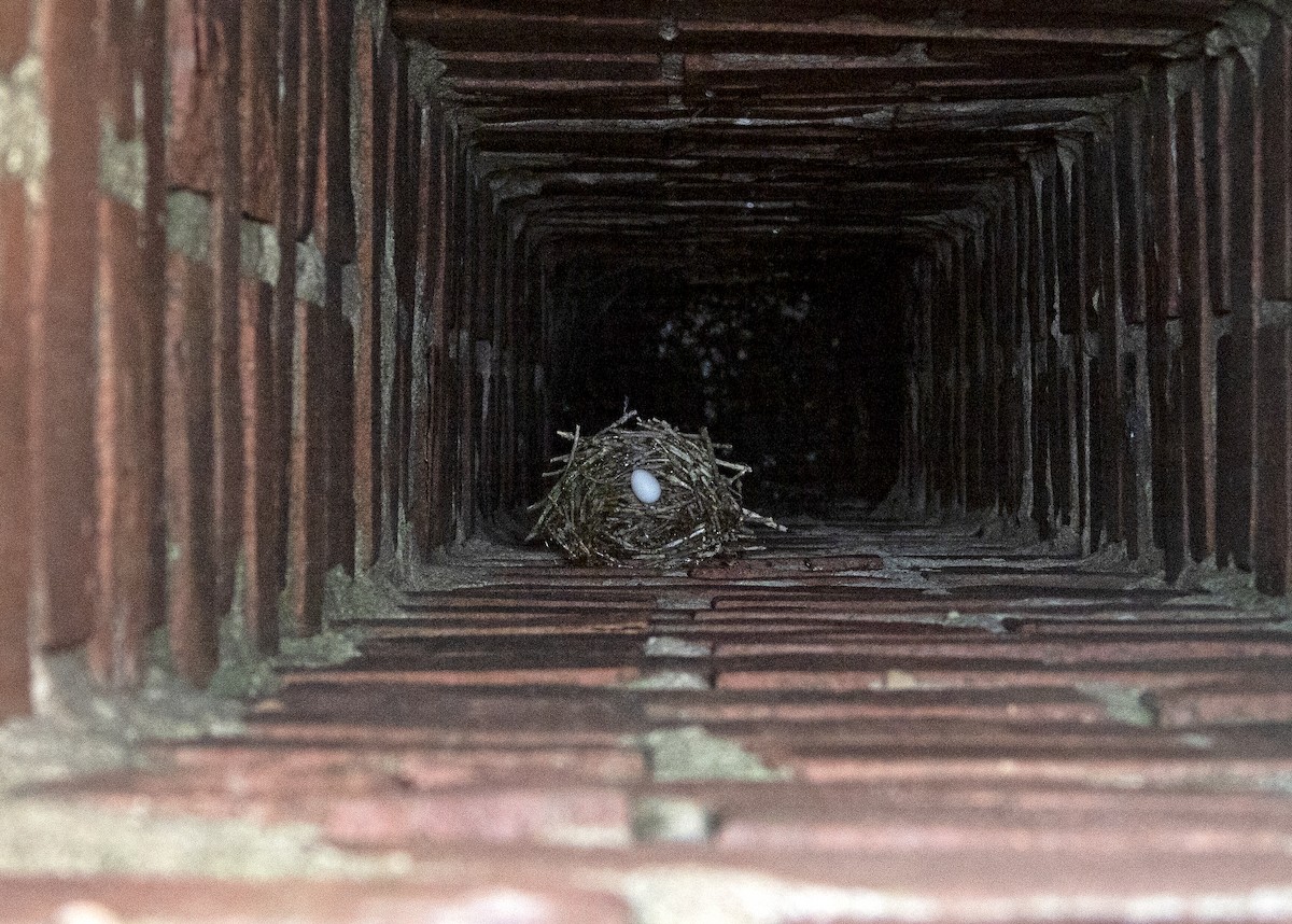 Chimney Swift - ML638654405