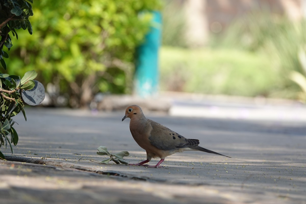 Mourning Dove - ML638654461