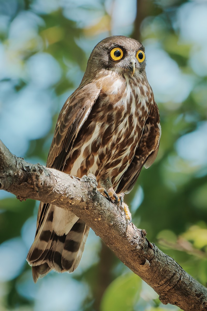 owl sp. - ML638654472