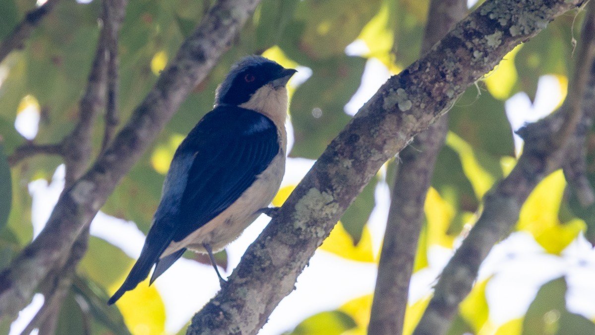 Fawn-breasted Tanager - ML638654488
