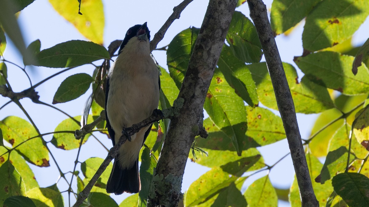 Fawn-breasted Tanager - ML638654489