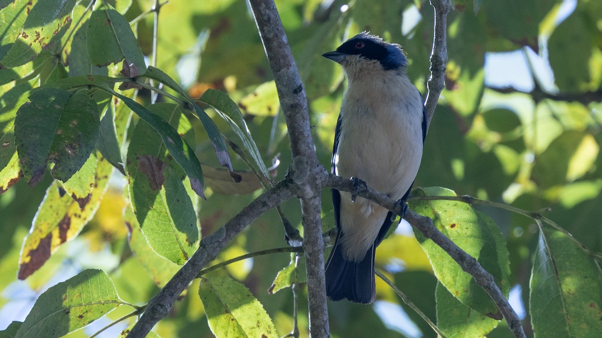 Fawn-breasted Tanager - ML638654490