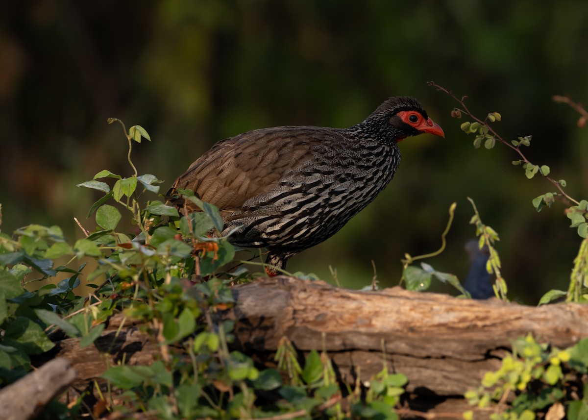 Francolin à gorge rouge - ML638654522