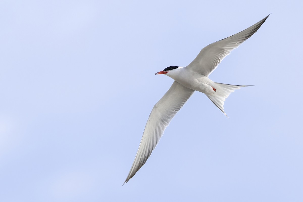 アジサシ（hirundo/tibetana） - ML638654531