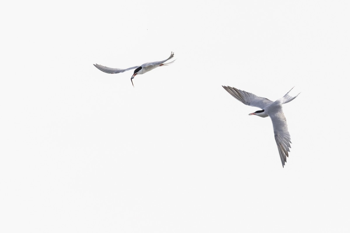 アジサシ（hirundo/tibetana） - ML638654533