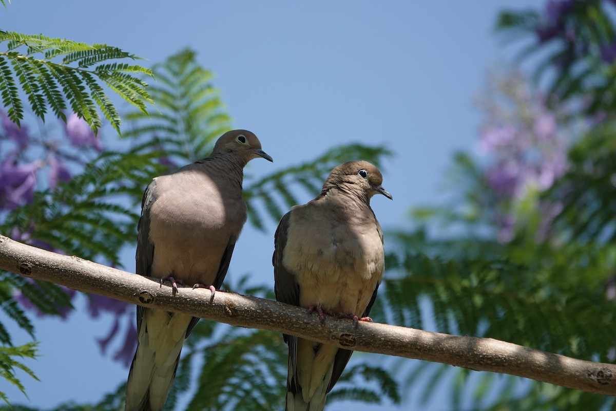 Mourning Dove - ML638654557