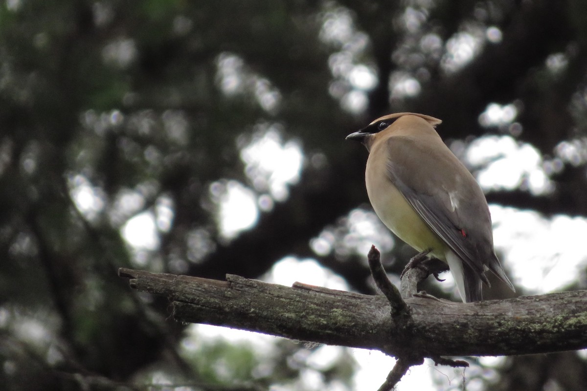 Cedar Waxwing - ML638654565