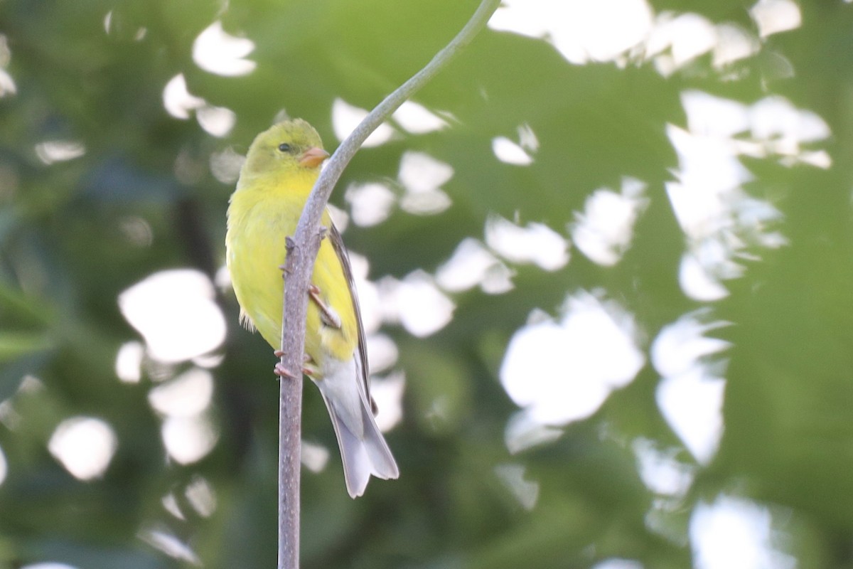 American Goldfinch - ML638654567