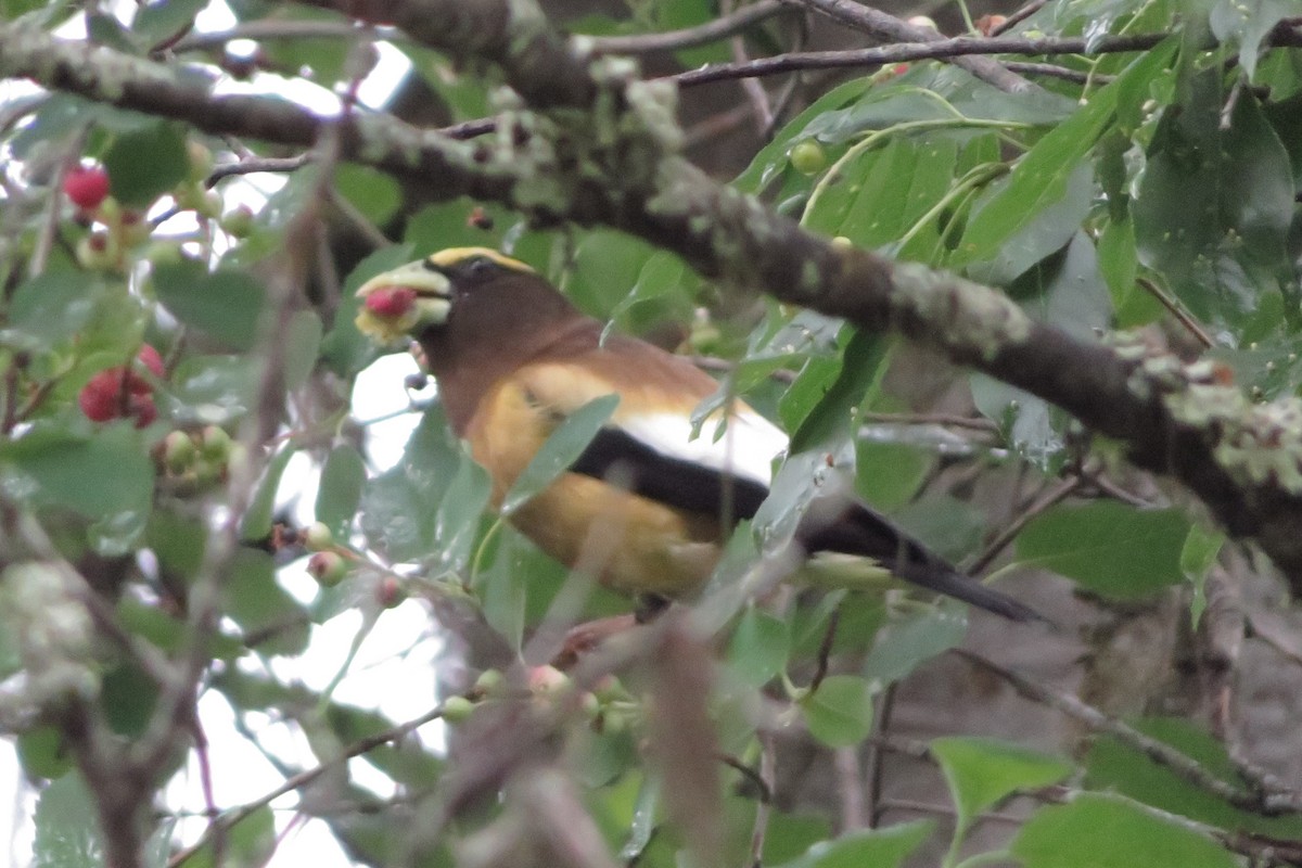 Evening Grosbeak - ML638654576