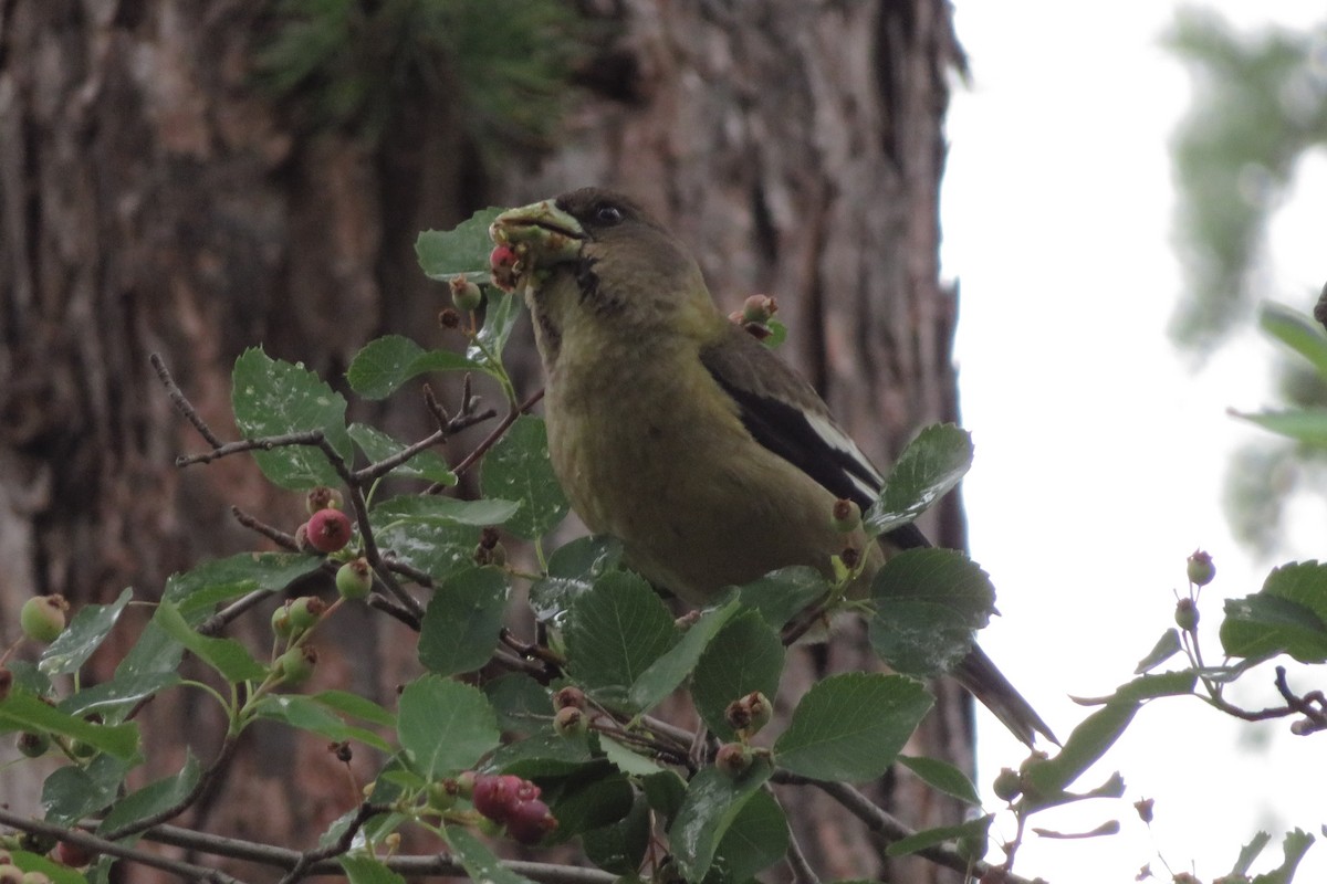 Evening Grosbeak - ML638654577