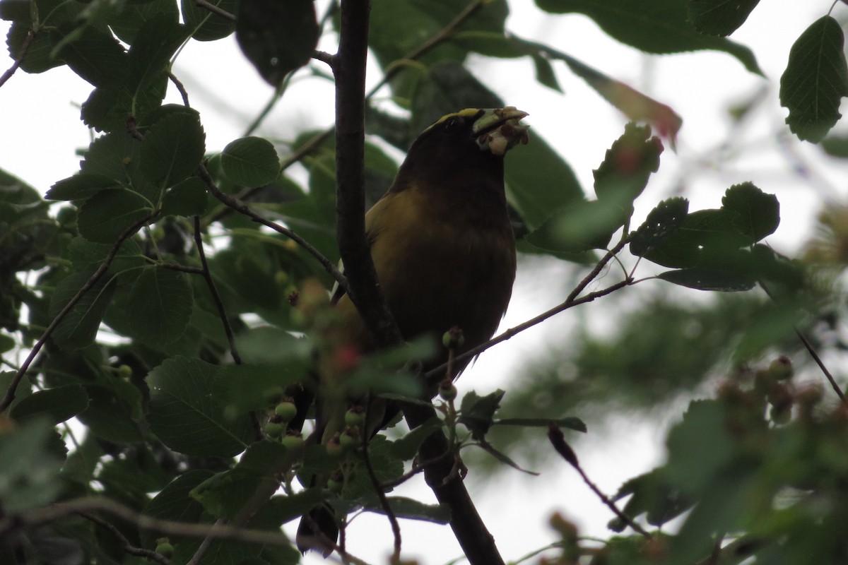 Evening Grosbeak - ML638654578