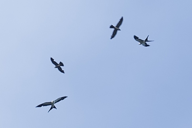 Swallow-tailed Kite - ML638654600