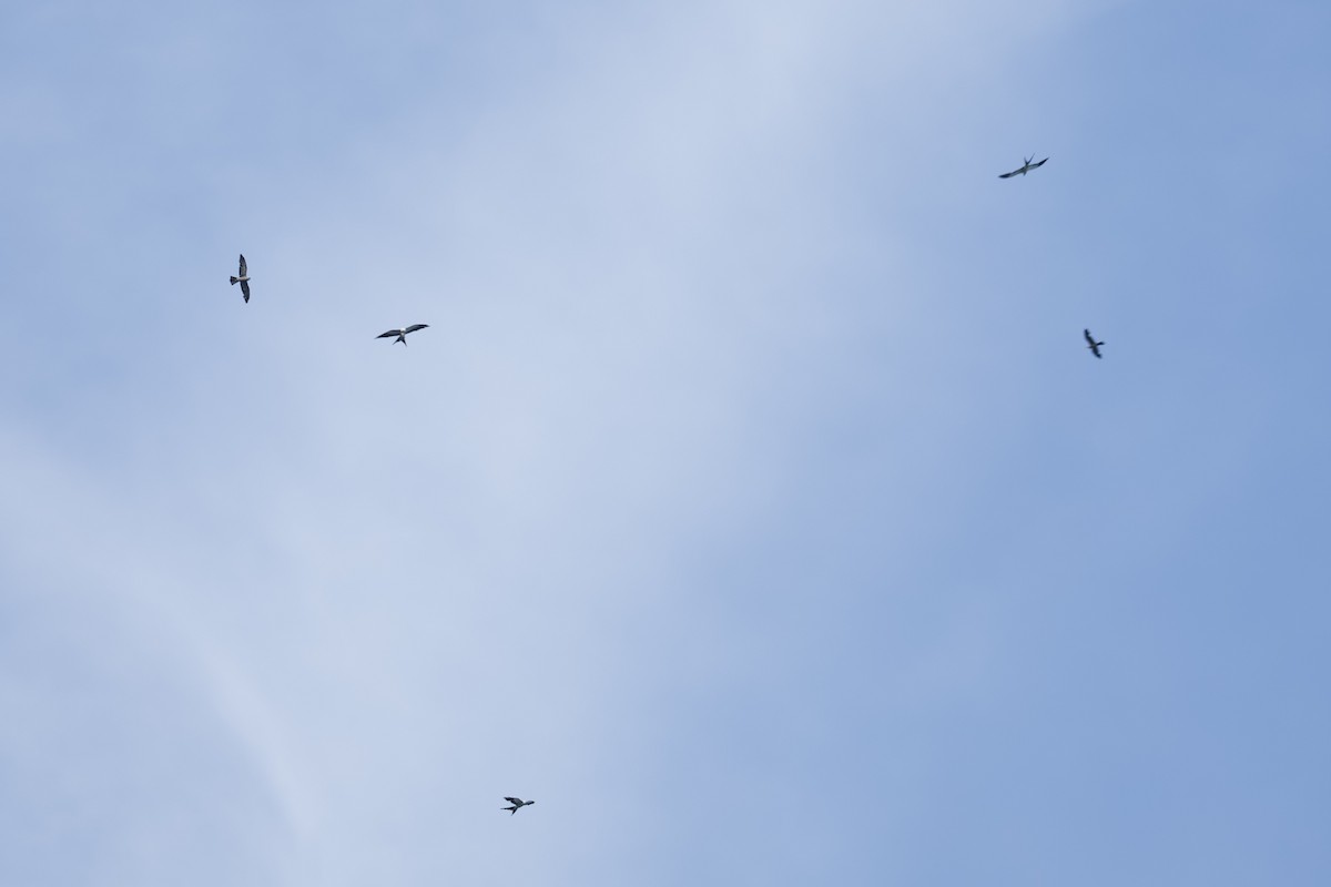 Swallow-tailed Kite - ML638654601