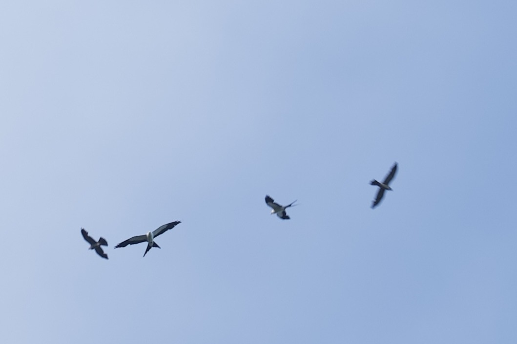 Swallow-tailed Kite - ML638654602