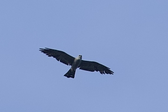 Mississippi Kite - ML638654612